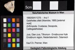 Foto (Objket + Etiketten) von Galatheites zitteli (Moericke, 1889) 